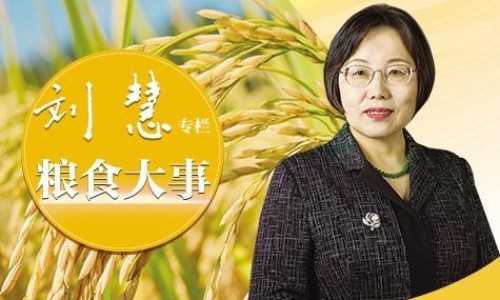 药用蝎子怎么处理网 - 蝎子如何处理药用,蝎子熬药怎么处理